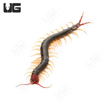 Centipede with red head and black body, featuring orange legs.