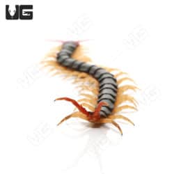 Chinese Red-Headed Centipedee (Scolopendra mutilan) For Sale - Underground Reptiles