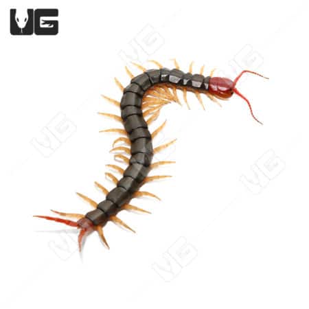 Close-up of a Chinese Red-Headed Centipede with black body and red head.