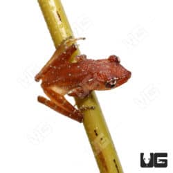 Cinnamon Tree Frogs (Nyctixalus pictus) For Sale - Underground Reptiles