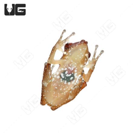 Cinnamon Tree Frog on a white background, showcasing its distinctive coloration.