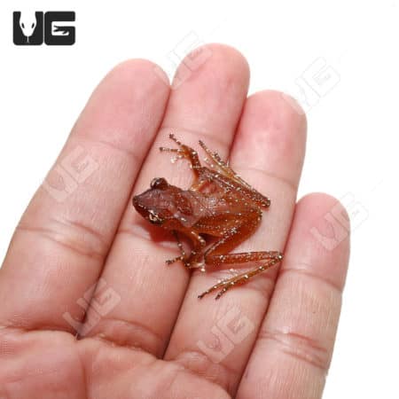 Miniature Cinnamon Tree Frog on human finger.