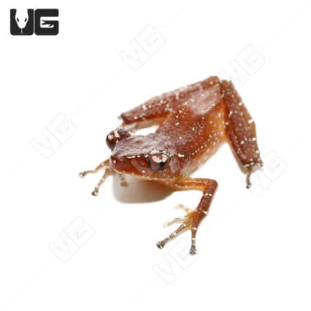 Cinnamon Tree Frogs (Nyctixalus pictus) For Sale - Underground Reptiles
