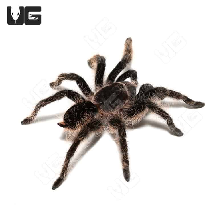 Curly Haired Tarantulas For Sale Underground Reptiles