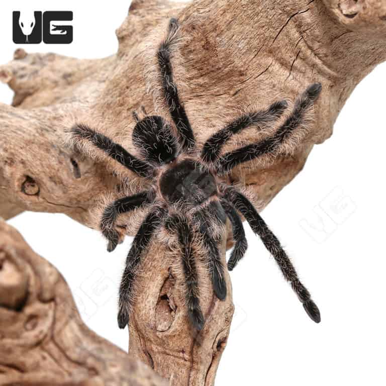 Curly Haired Tarantulas Brachypelma Albopilosum For Sale