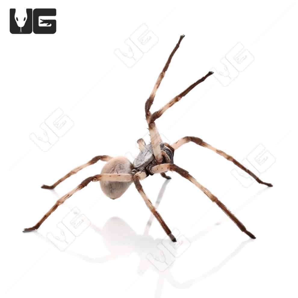 Desert Huntsman Spider (Heteropoda maxima) For Sale Underground Reptiles