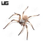 Desert Huntsman Spider (Heteropoda maxima) For Sale - Underground Reptiles