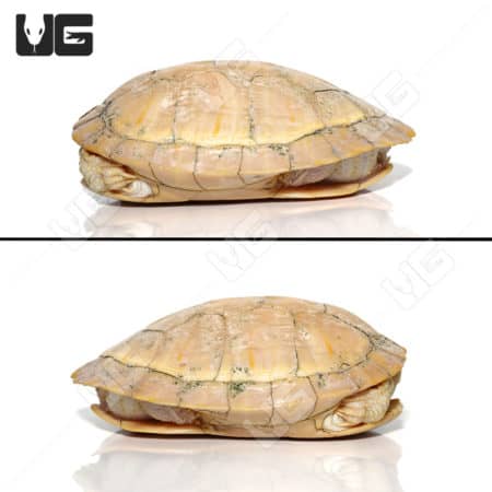 Female Albino Red Ear Slider Turtle, vibrant and rare pet reptile.