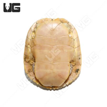 Albino Red Ear Slider Turtle, female, showcasing vibrant coloration and distinctive markings.