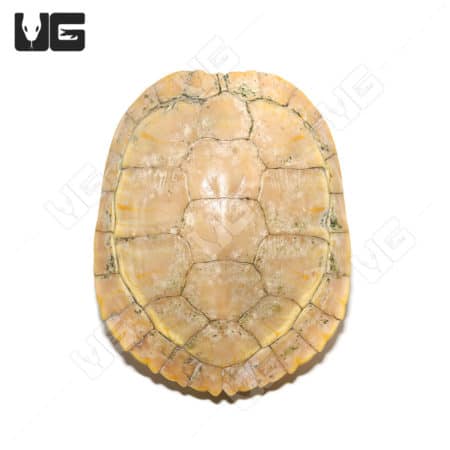 Albino Red Ear Slider Turtle close-up, showcasing unique coloration and shell pattern.