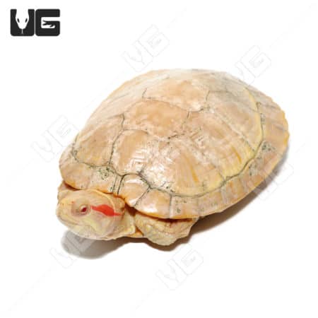 Albino Red Ear Slider Turtle, female, showcasing unique coloration and shell pattern.