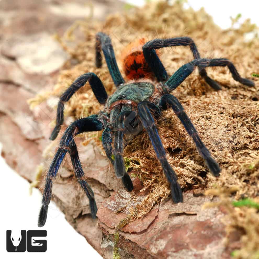 Green Bottle Blue Tarantula (Chromatopelma cyaneopubescens) For Sale Underground Reptiles