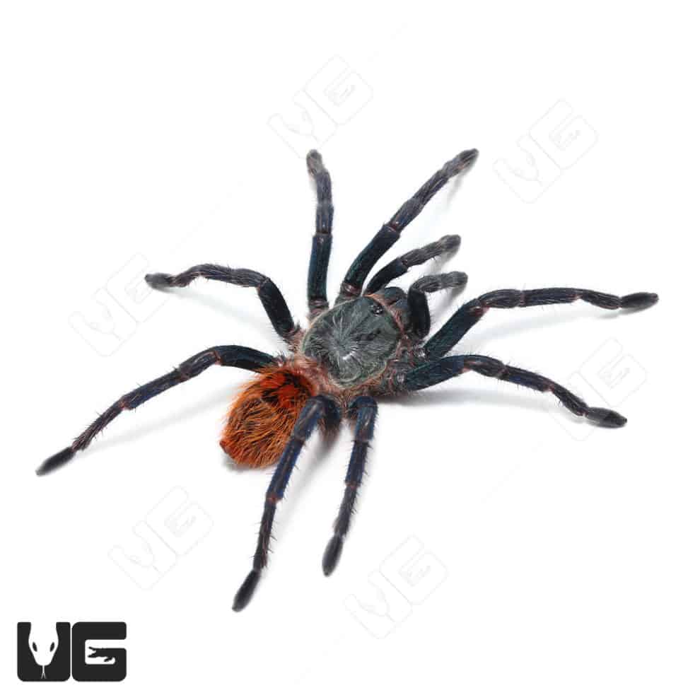 Green Bottle Blue Tarantula (Chromatopelma cyaneopubescens) For Sale