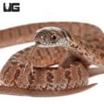 Hatchling Diamond-Back Egg Eating Snake (Dasypeltis confusa) For Sale - Underground Reptiles