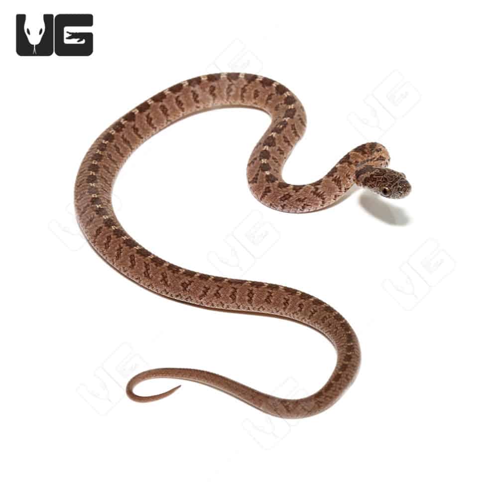 Hatchling Diamond-Back Egg Eating Snake (Dasypeltis confusa) For Sale