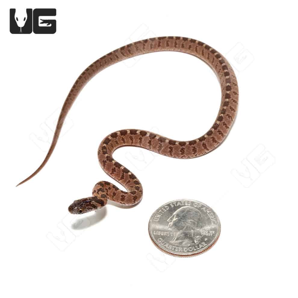 Hatchling Diamond-Back Egg Eating Snake (Dasypeltis confusa) For Sale ...