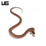 Hatchling Diamond-Back Egg Eating Snake (Dasypeltis confusa) For Sale - Underground Reptiles