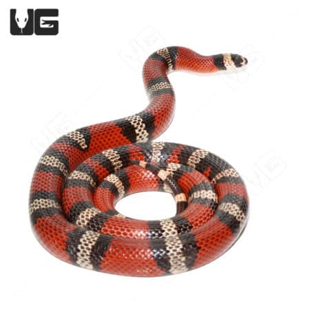 Vivid Honduran Milksnake with red, black, and white patterning, ideal for reptile enthusiasts and co.