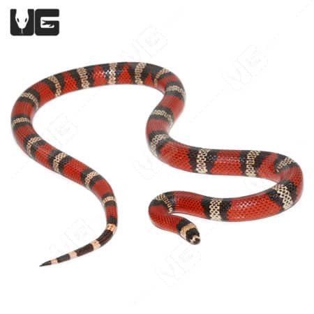 Honduran Milksnakes (Lampropeltis Triangulum) For Sale - Underground Reptiles