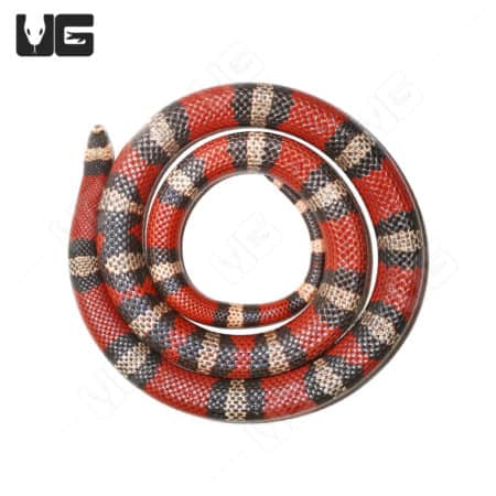 Honduran Milksnakes (Lampropeltis Triangulum) For Sale - Underground Reptiles