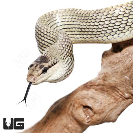 Close-up of a male Jansen's Ratsnake with detailed scales and forked tongue.