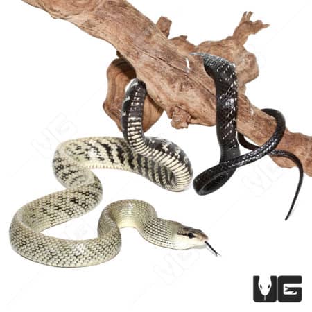 Male Jansen's Ratsnake on branch, showcasing distinctive black and white pattern.