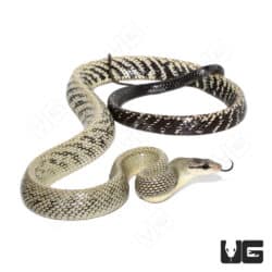 Jansen's Ratsnake Pair (Gonyosoma jansenii) For Sale - Underground Reptiles
