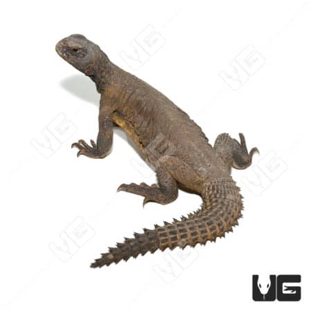 Young Egyptian Uromastyx lizard on white background.