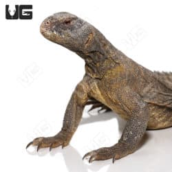 Egyptian Uromastyx (Uromastyx aegyptia) for sale - Underground Reptiles