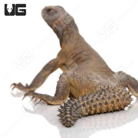 Juvenile Egyptian Uromastyx lizard, a desert-dwelling reptile, known for its spiny tail and vibrant.