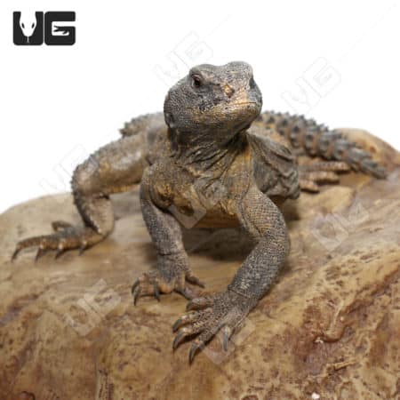 Juvenile Egyptian Uromastyx lizard on rock, showcasing its spiny tail and textured skin.