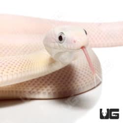 Leucistic Texas Ratsnakes (Pantherophis obsoletus) For Sale - Underground Reptiles