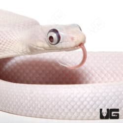 Leucistic Bug Eye Texas Ratsnakes (Pantherophis obsoletus) For Sale - Underground Reptiles