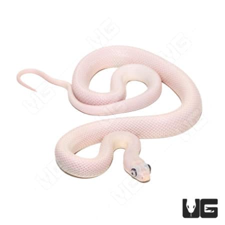 Leucistic Texas Ratsnake with bug eyes, pink and white coloration.
