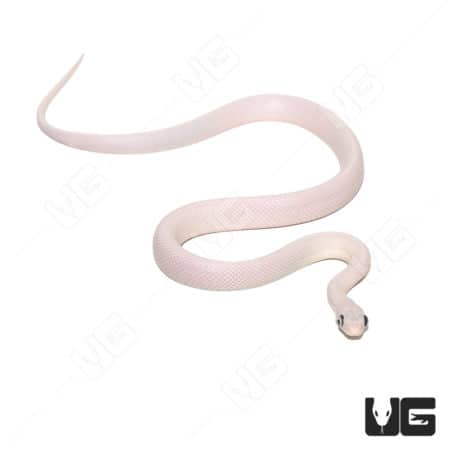 Leucistic Bug Eye Texas Ratsnake, albino morph, with distinctive bug eyes, on a white background.
