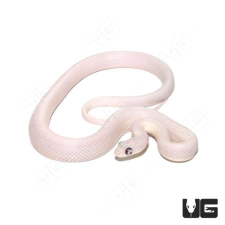 Leucistic Texas Ratsnake with distinctive bug eye pattern, ideal for reptile enthusiasts.