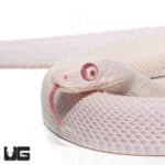 Leucistic Bug Eyed Texas Ratsnakes (Pantherophis obsoletus) For Sale - Underground Reptiles