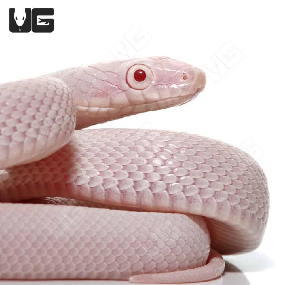 Leucistic Texas Ratsnakes (Pantherophis obsoletus) For Sale