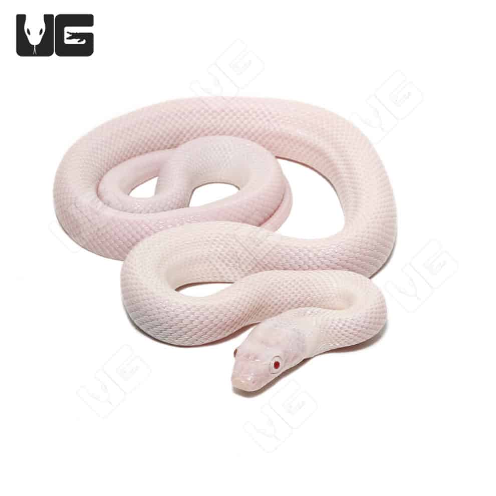 Leucistic Texas Ratsnakes (Pantherophis obsoletus) For Sale