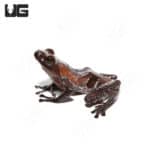 Lowland Litter Frog (Leptobrachium abbotti) For Sale - Underground Reptiles