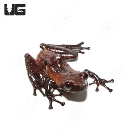 Close-up of a Lowland Litter Frog on a white background.