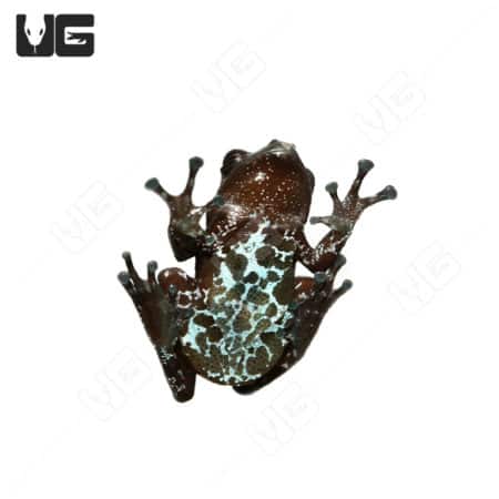 High-quality image of a Lowland Litter Frog showcasing its distinctive markings and vibrant colors.
