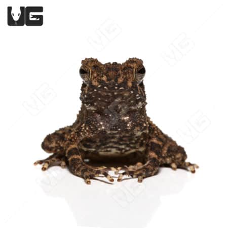 Malayan Dwarf Toads (Ingerophrynus divergens) For Sale - Underground Reptiles