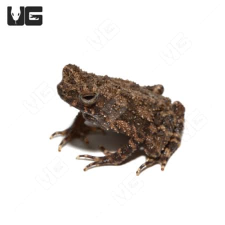 Malayan Dwarf Toads (Ingerophrynus divergens) For Sale - Underground Reptiles