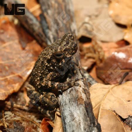 Malayan Dwarf Toad on forest floor.