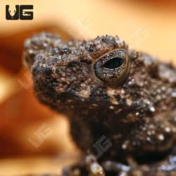 Malayan Dwarf Toads (Ingerophrynus divergens) For Sale - Underground Reptiles