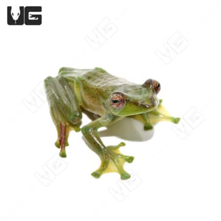 Malayan Flying Frog (Rhacophorus dulitensis)  For Sale - Underground Reptiles