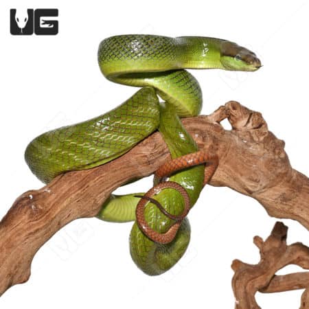 Green tree python coiled on a branch, showcasing vibrant coloration and smooth scales.