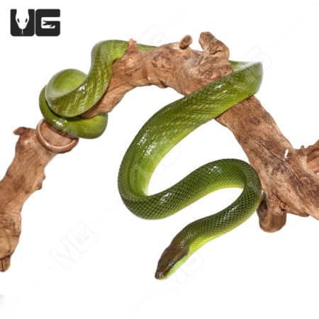 Green Tree Python coiled on a branch, showcasing vibrant coloration and smooth scales.