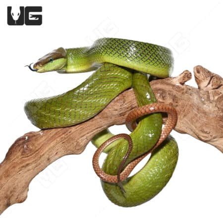 Green tree python coiled on branch, showcasing vibrant green scales.